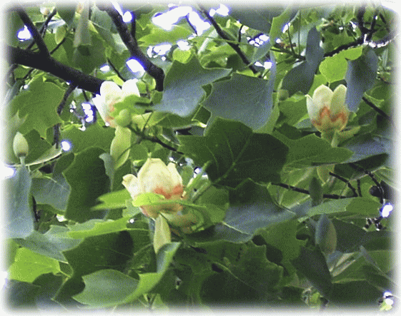 ユリノキ（百合の樹）の木と花　英名はチューリップの木、別名は半纏（はんてん）の木。モクレン科